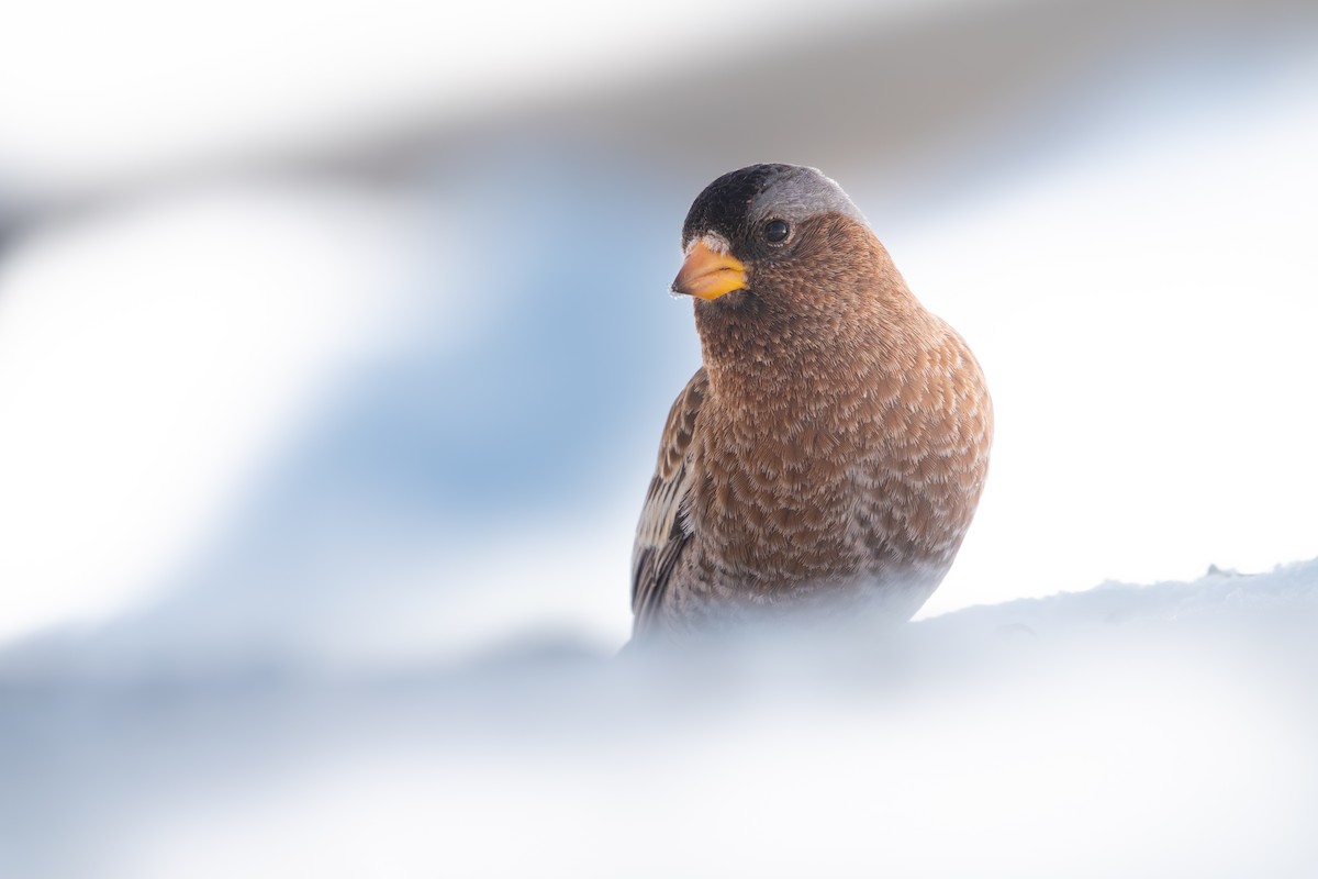 Американский вьюрок - ML652486894