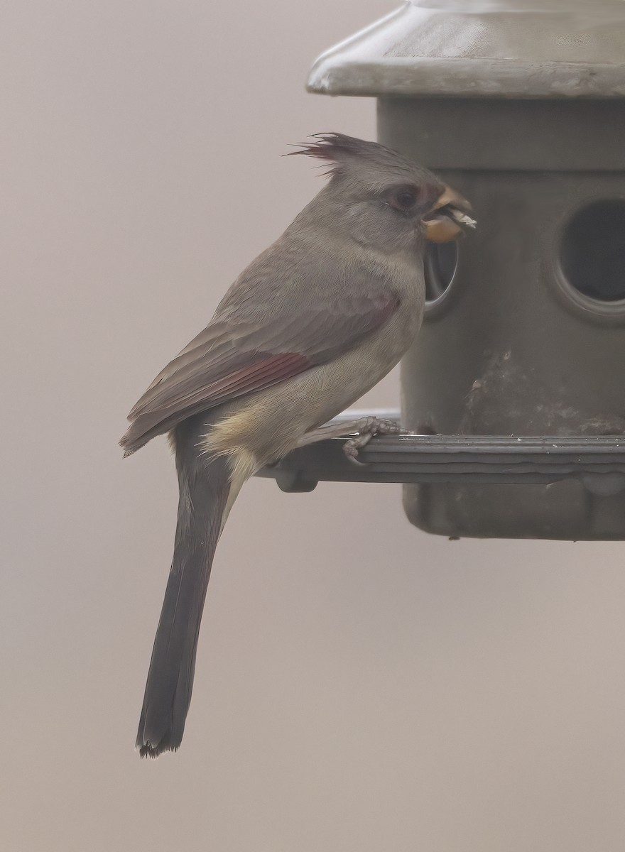 Pyrrhuloxia - ML652487312