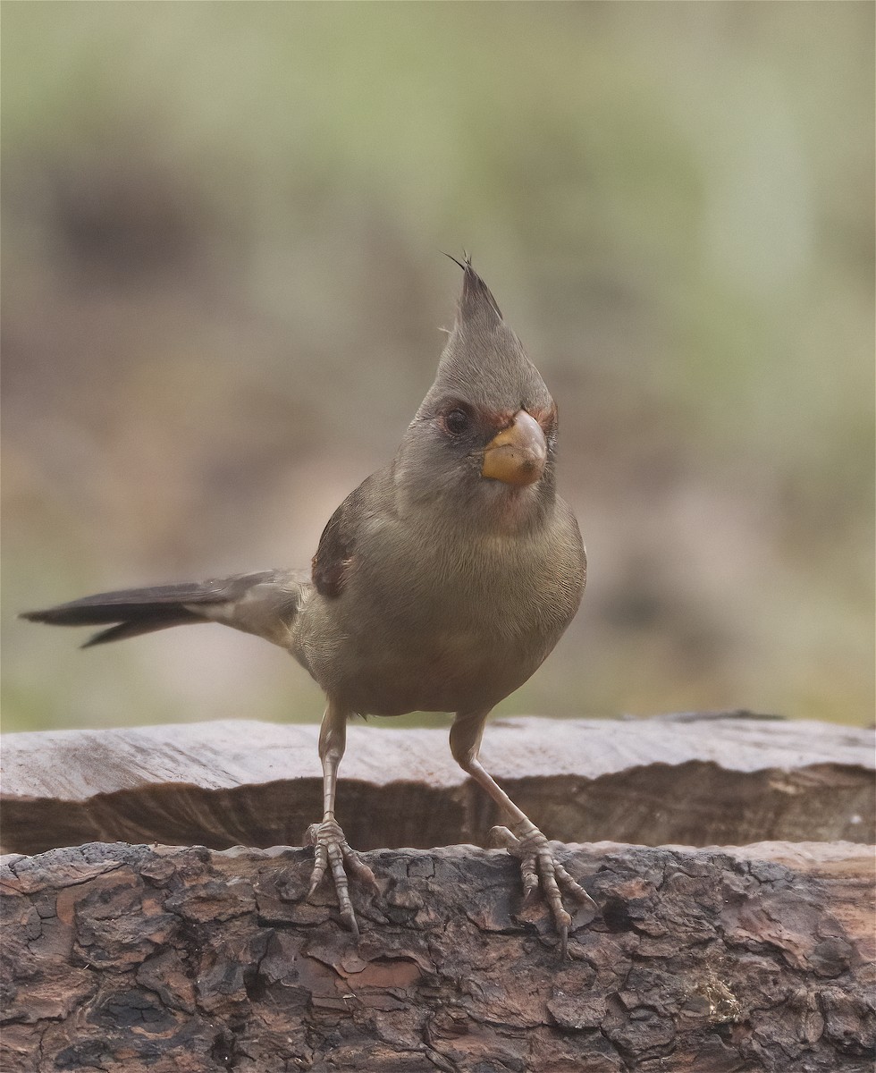 Pyrrhuloxia - ML652487313