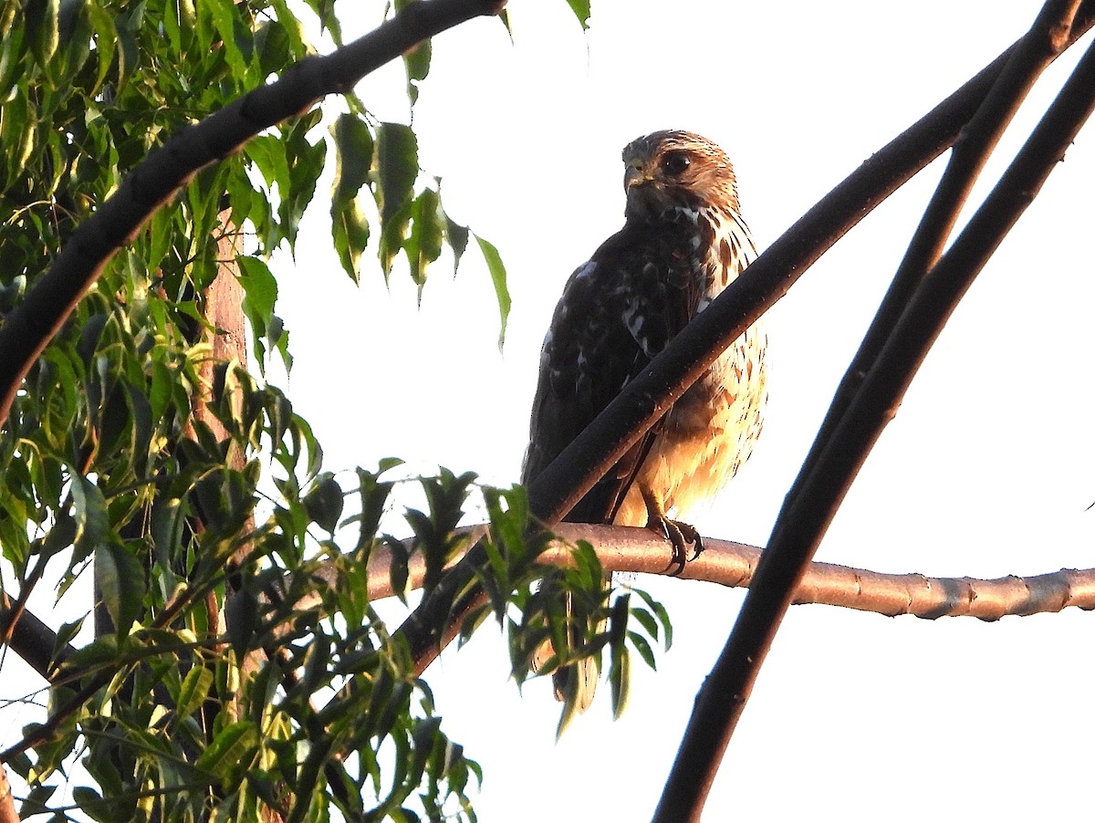 Busardo Aliancho (platypterus) - ML652487460