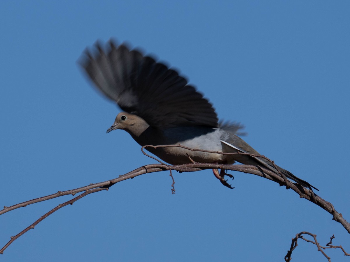 Mourning Dove - ML652487726