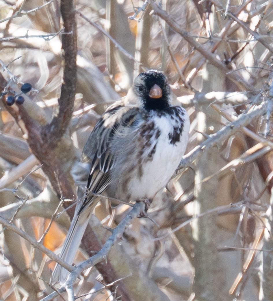 Harris's Sparrow - ML652487753