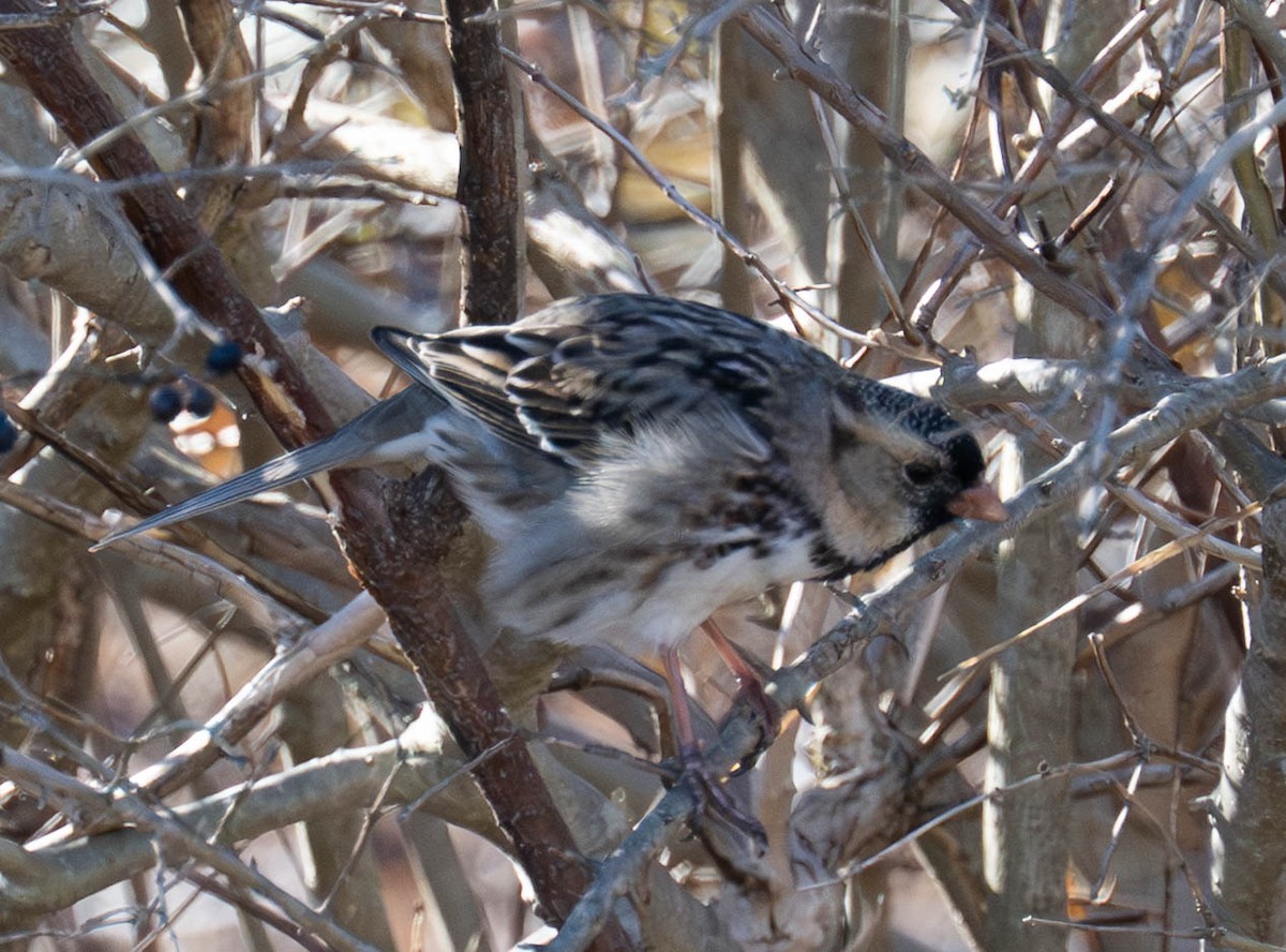 Harris's Sparrow - ML652487754