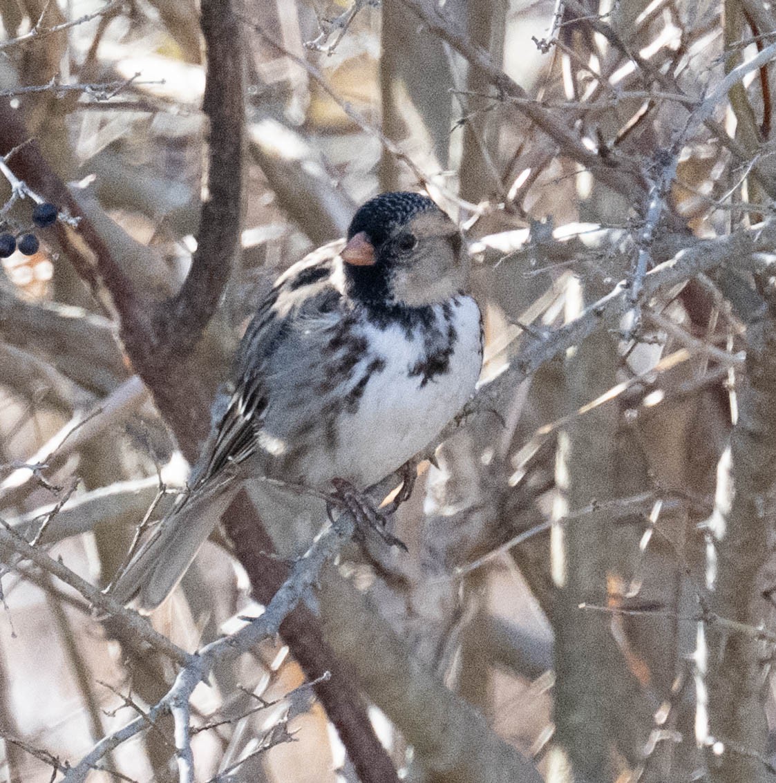 Harris's Sparrow - ML652487755