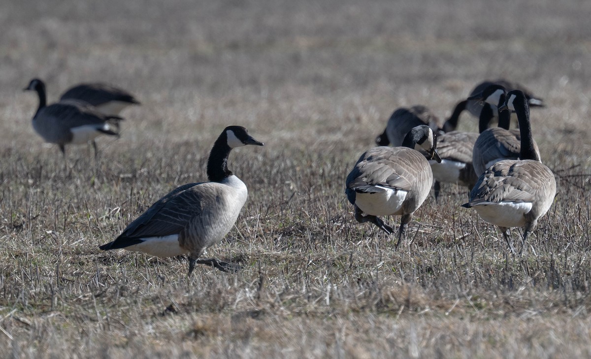 Oca canadese maggiore - ML652487766