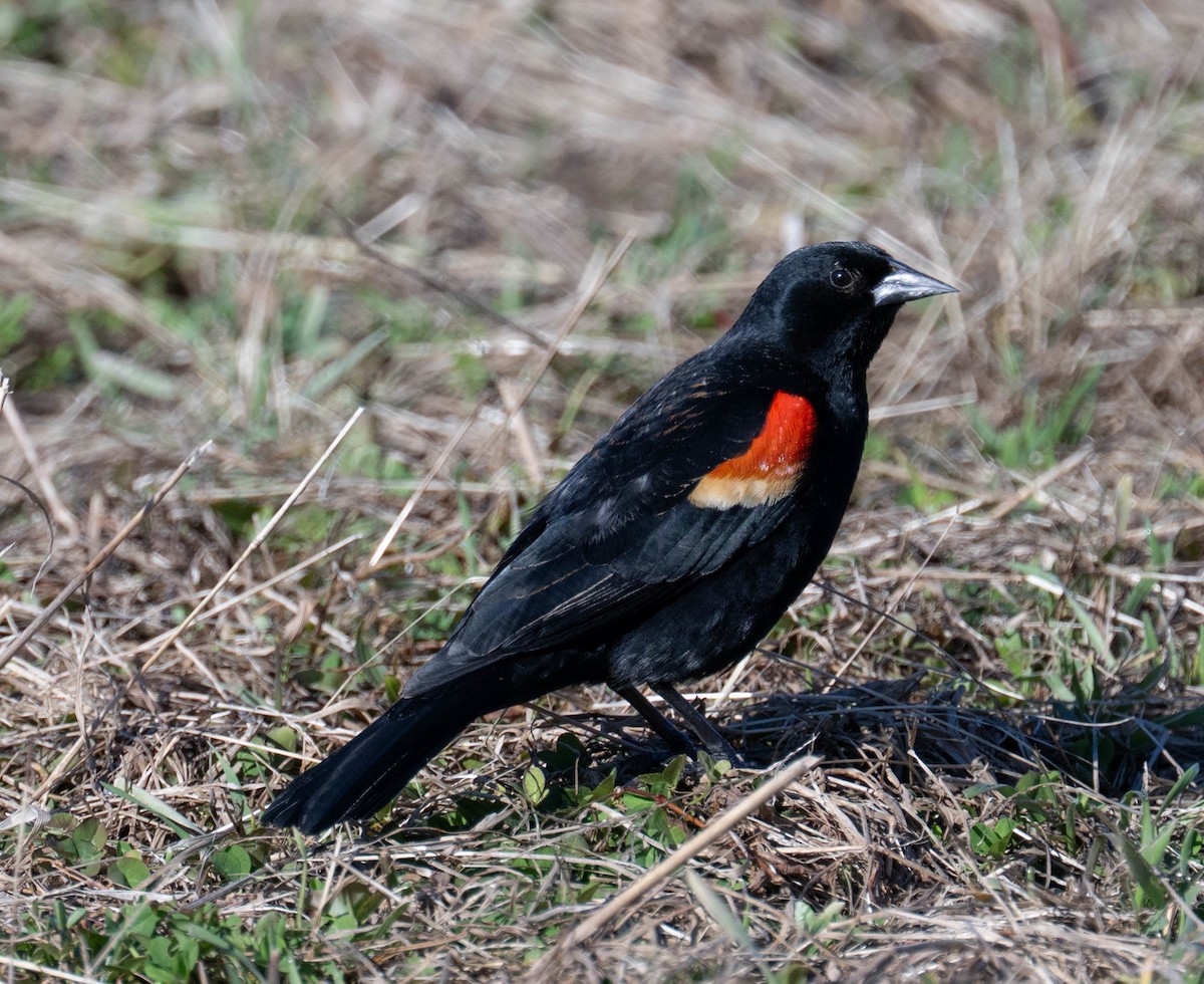 Red-winged Blackbird - ML652487778