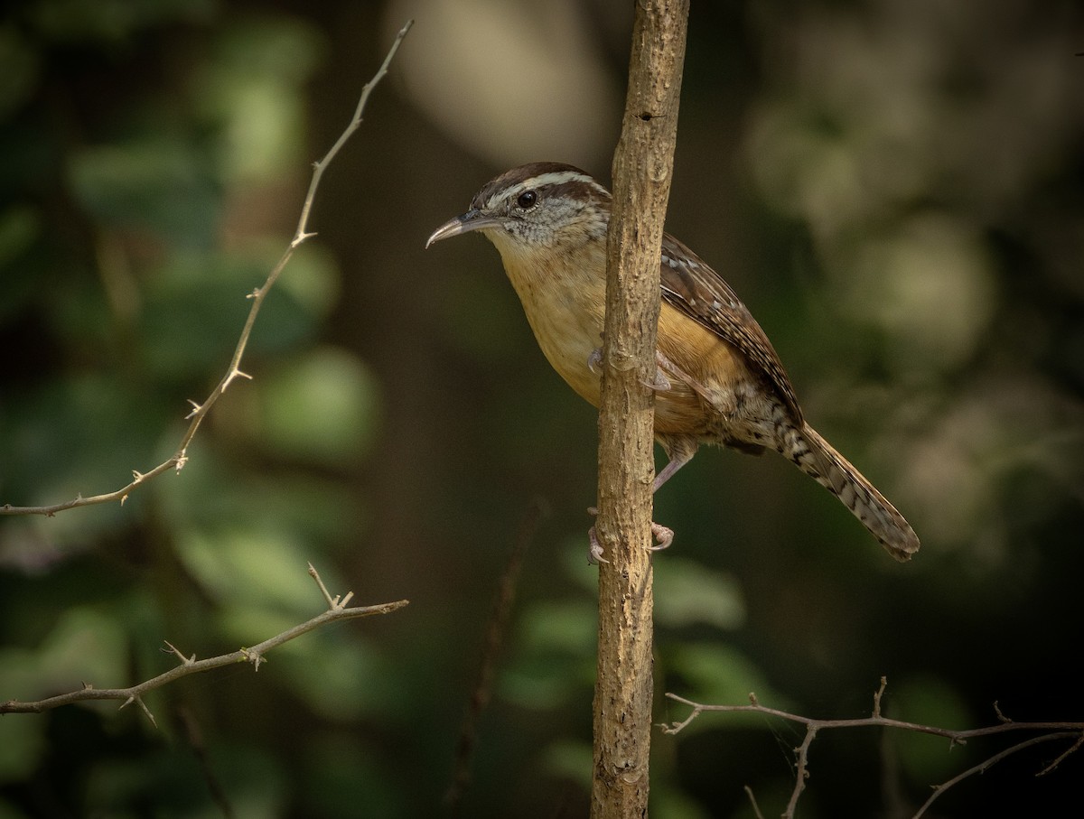 チャバラマユミソサザイ - ML652487947