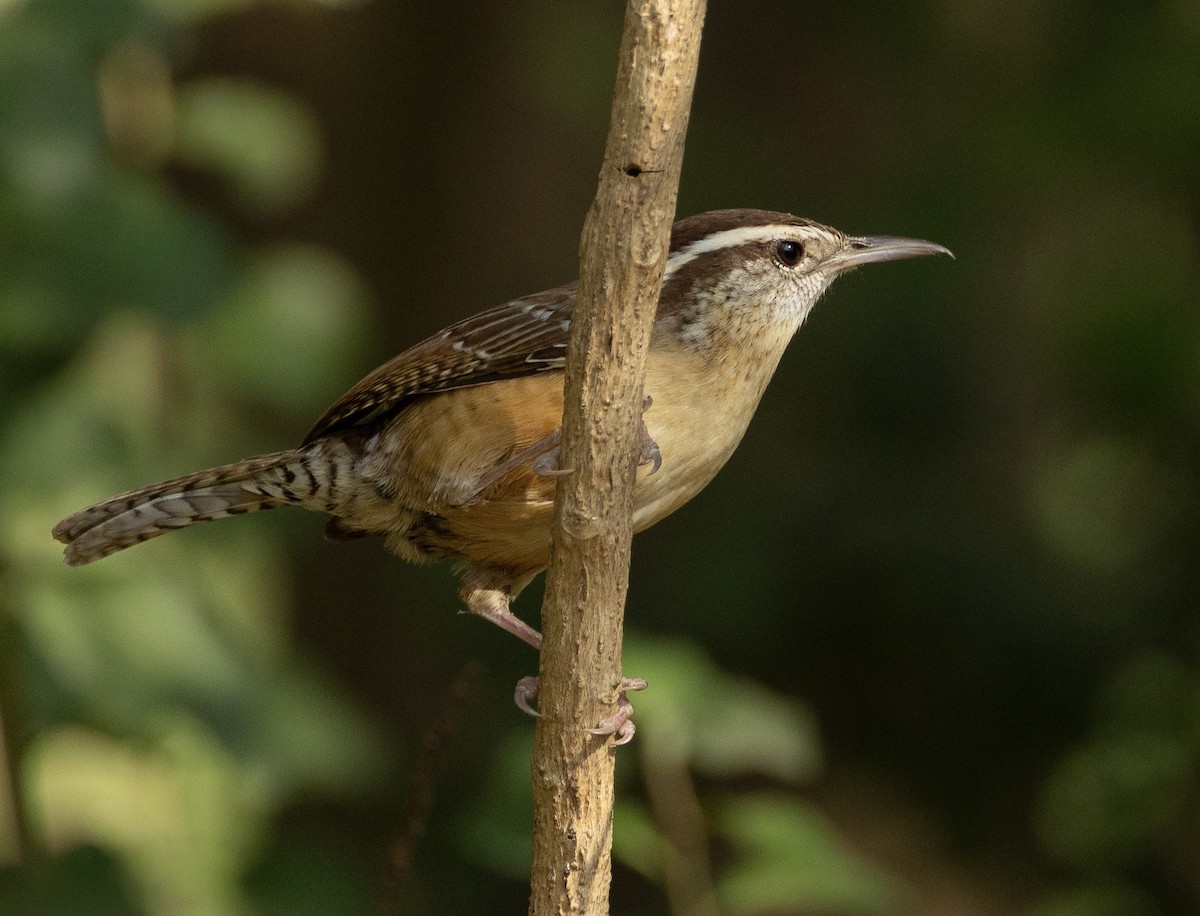 チャバラマユミソサザイ - ML652487948