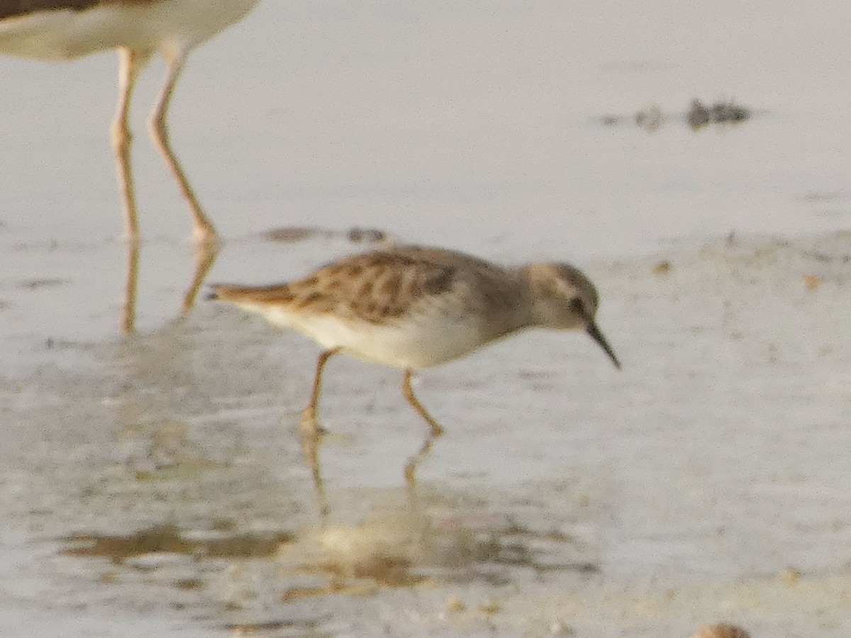 Побережник-крихітка - ML652488028