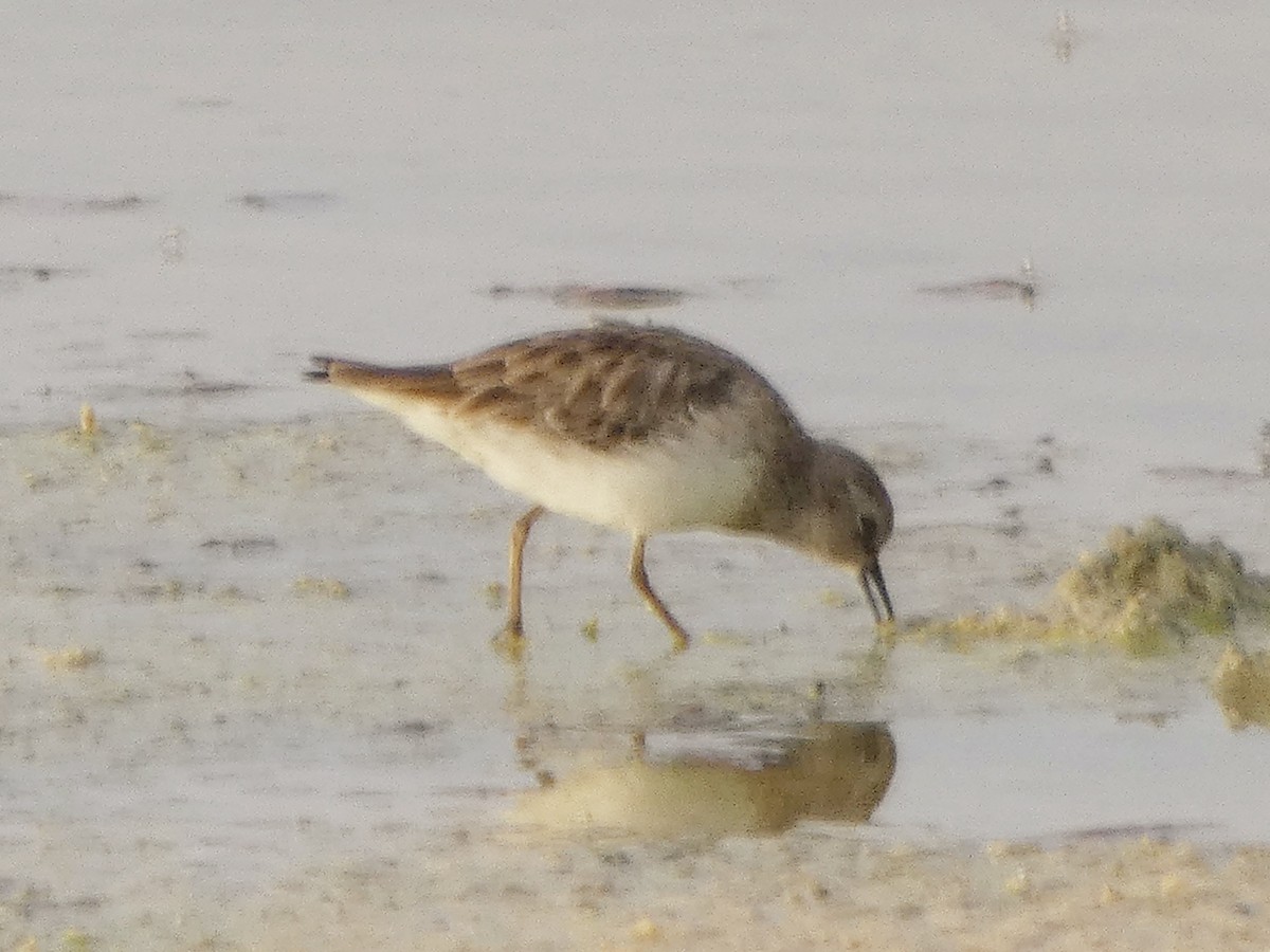 Побережник-крихітка - ML652488029