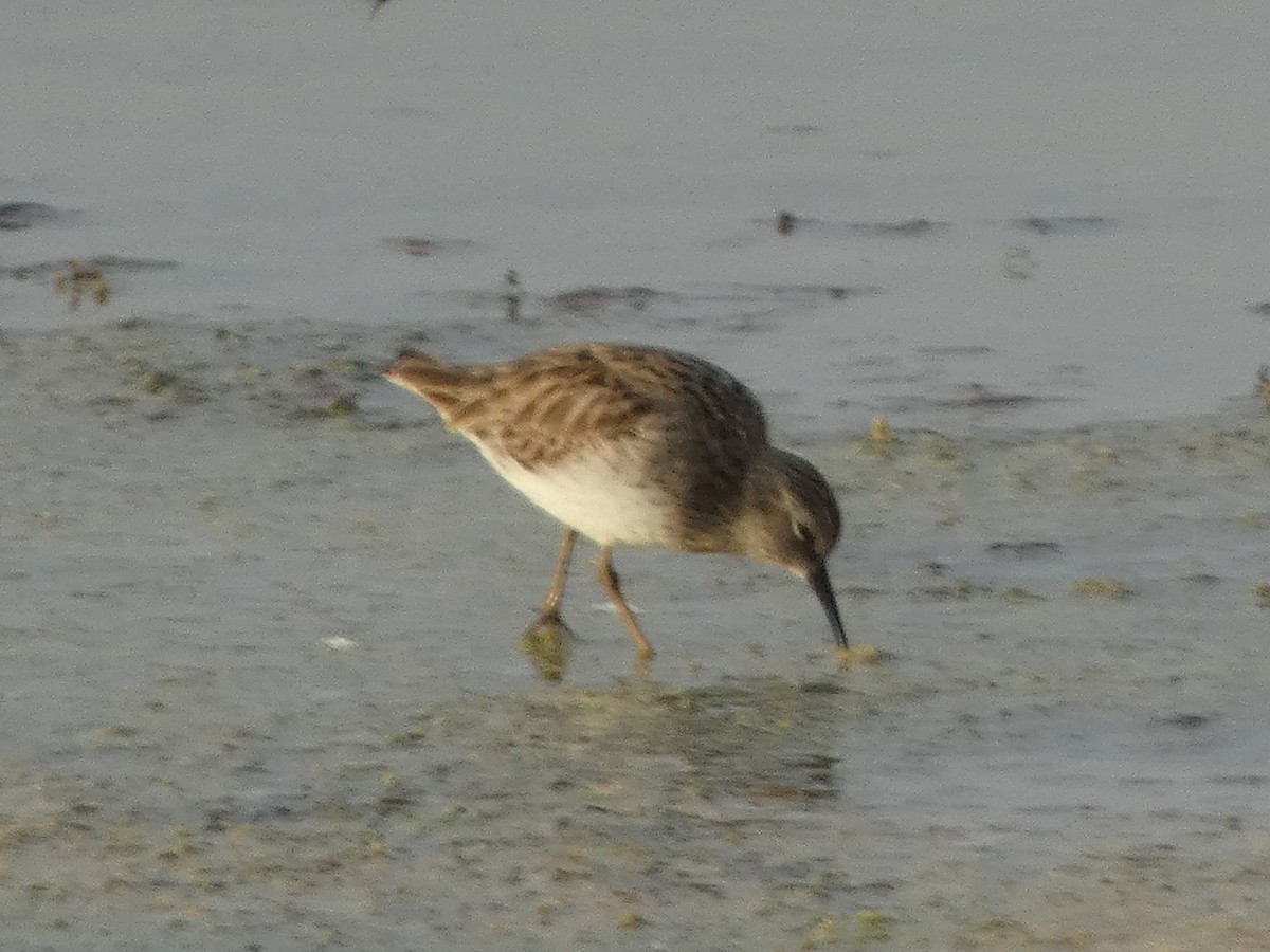 Побережник-крихітка - ML652488032