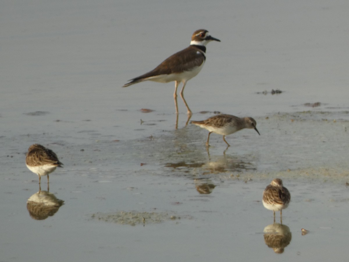 Побережник-крихітка - ML652488033