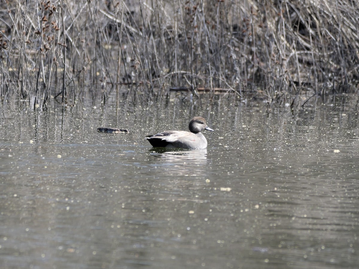 赤膀鴨 - ML652488170