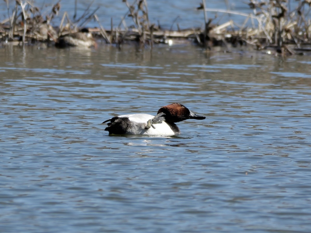 帆背潛鴨 - ML652488176