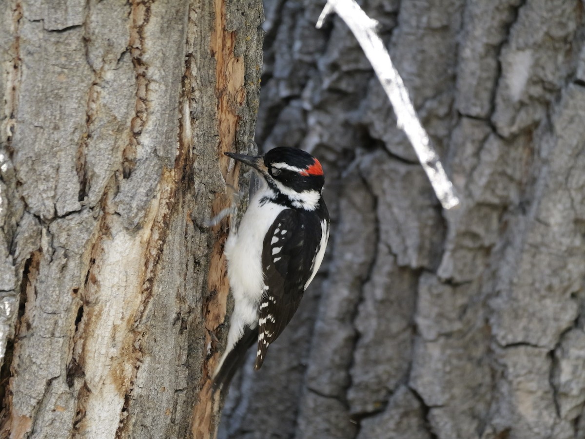 Hairy Woodpecker - ML652488184