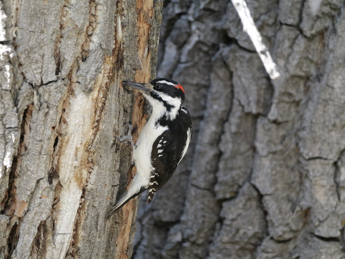 Hairy Woodpecker - ML652488185