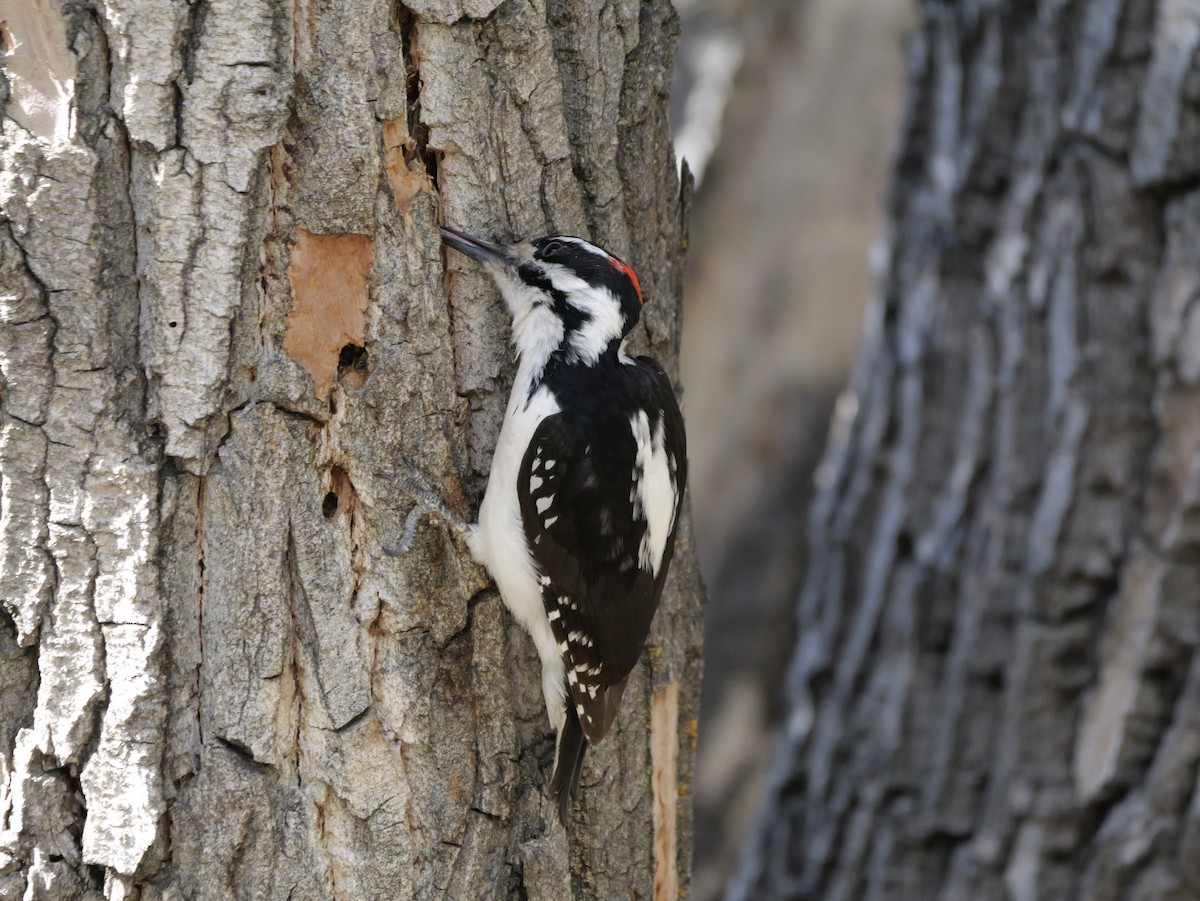 Hairy Woodpecker - ML652488186