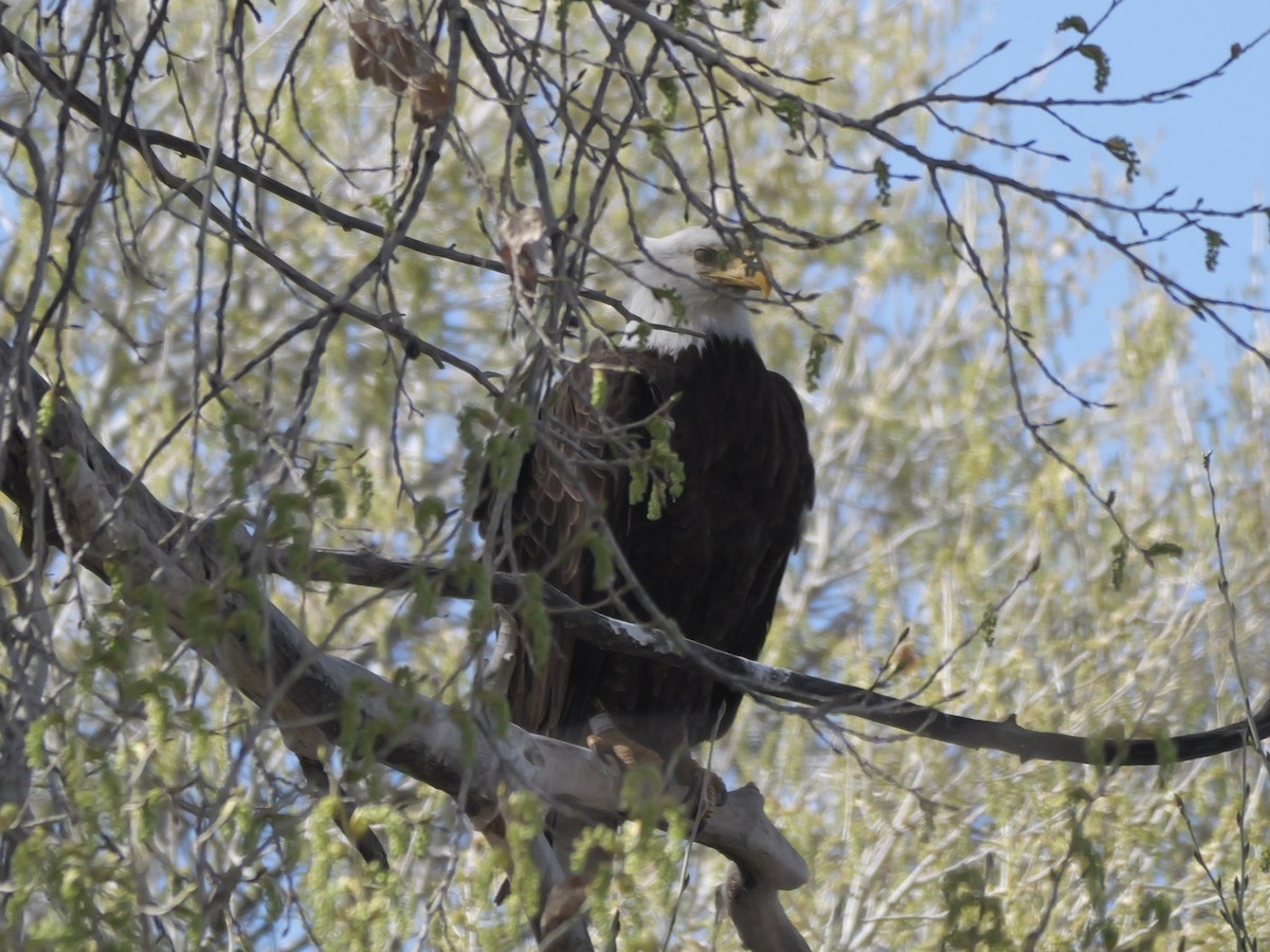 Bald Eagle - ML652488195