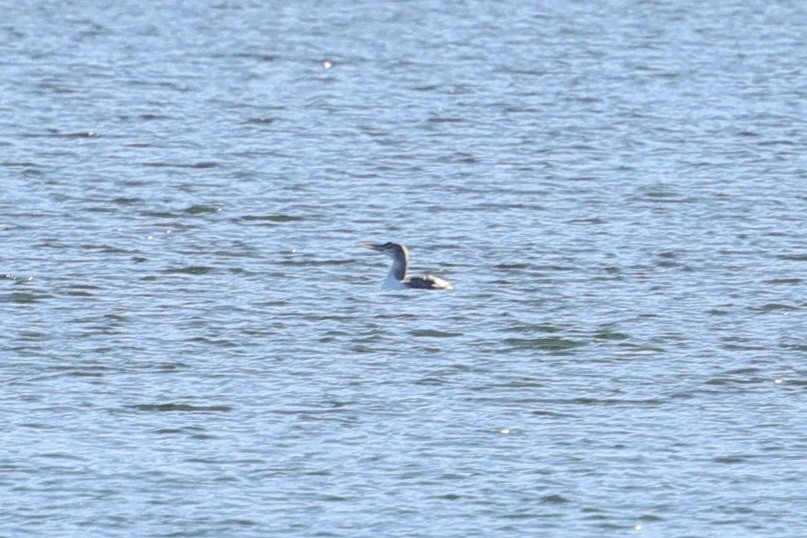 Yellow-billed Loon - ML652488235