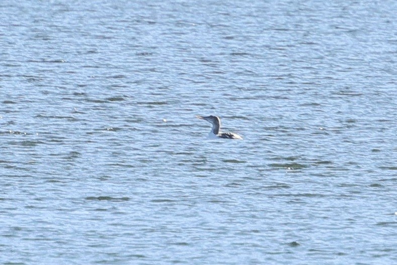 Yellow-billed Loon - ML652488236