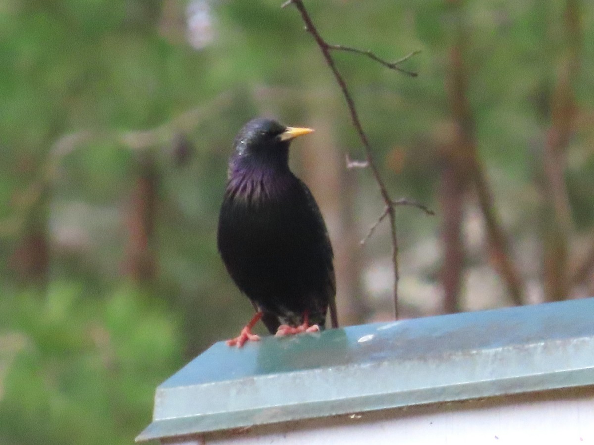 Хар тодол - ML652488467