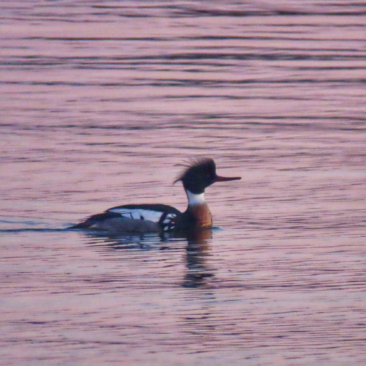 Smergo minore - ML652488560