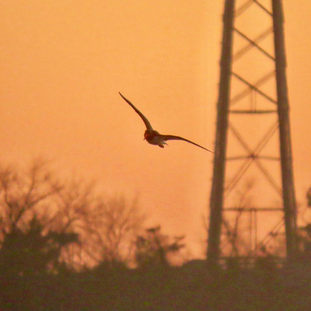 American Oystercatcher - ML652488594