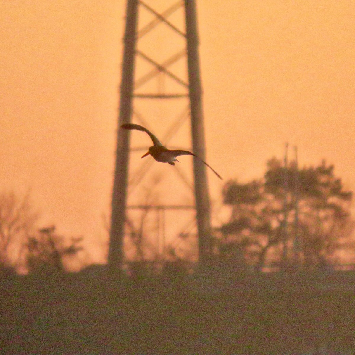American Oystercatcher - ML652488595