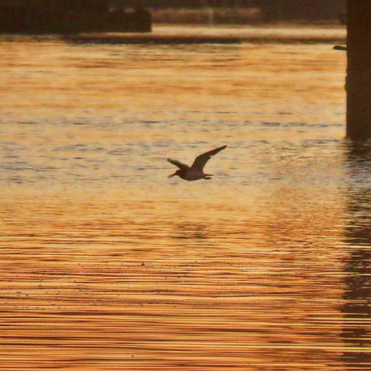 American Oystercatcher - ML652488596