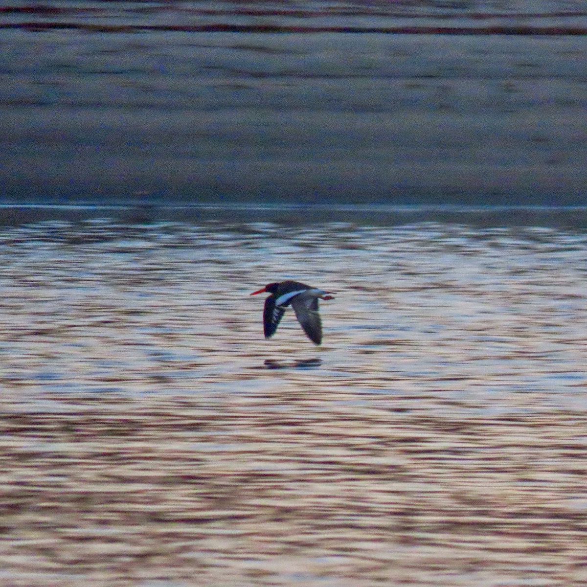 American Oystercatcher - ML652488597
