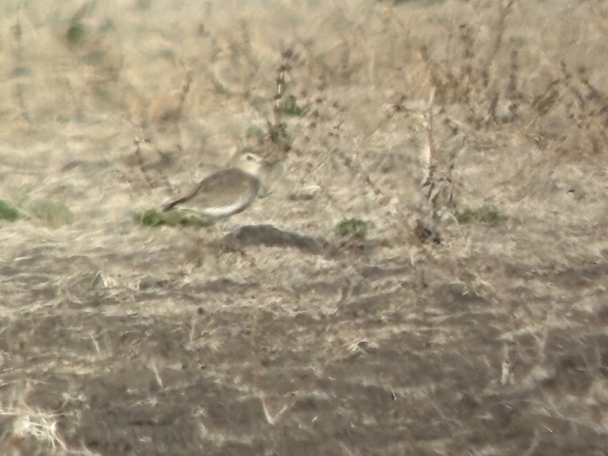 Пісочник гірський - ML652488644