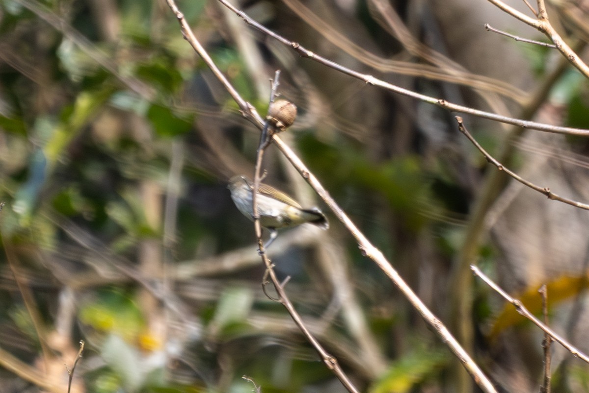 Dicée à bec épais - ML652488972