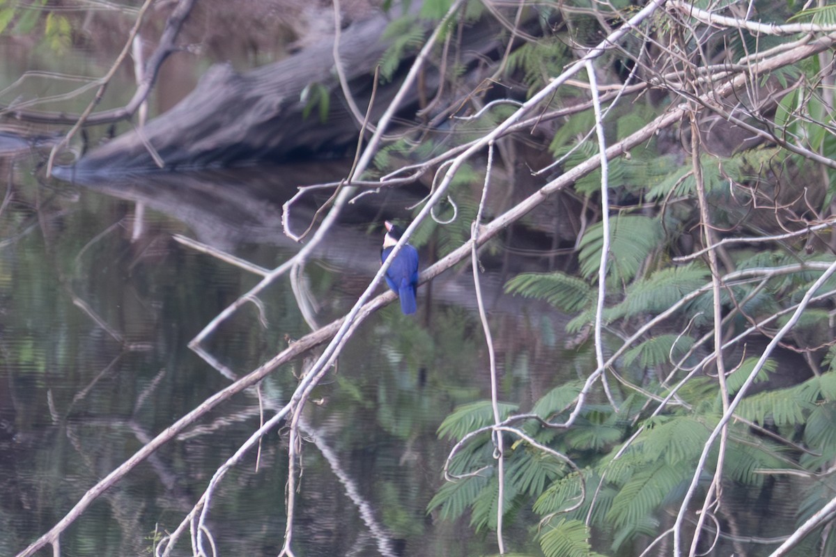 Martin-chasseur à coiffe noire - ML652489001