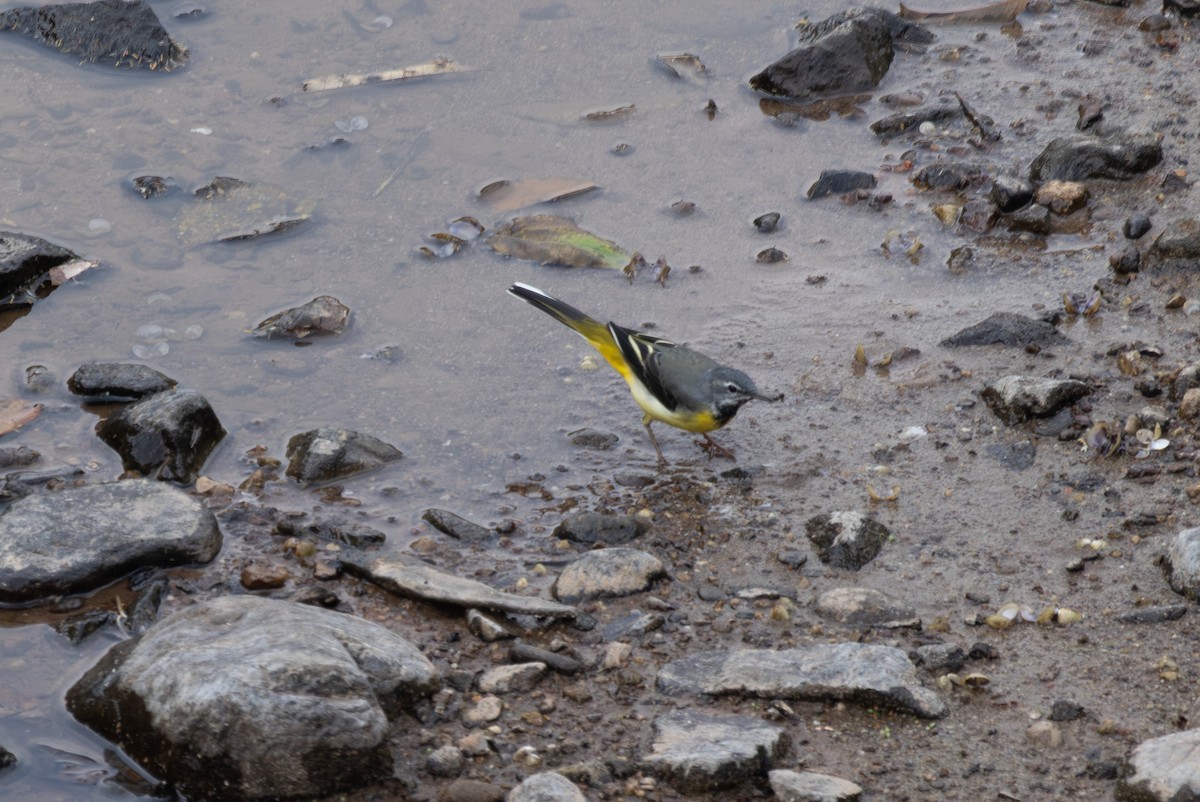 Bergeronnette des ruisseaux - ML652489013