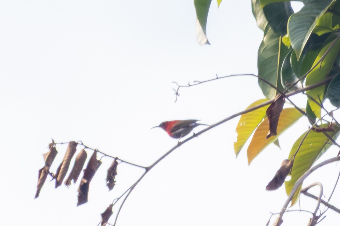 Souimanga siparaja - ML652489038