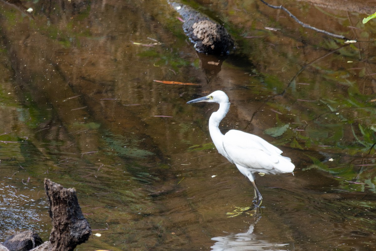 Aigrette garzette - ML652489054