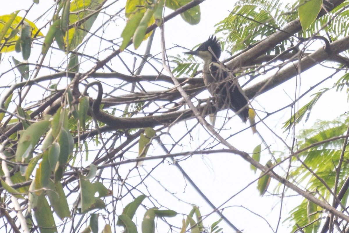 Pic canente - ML652489077