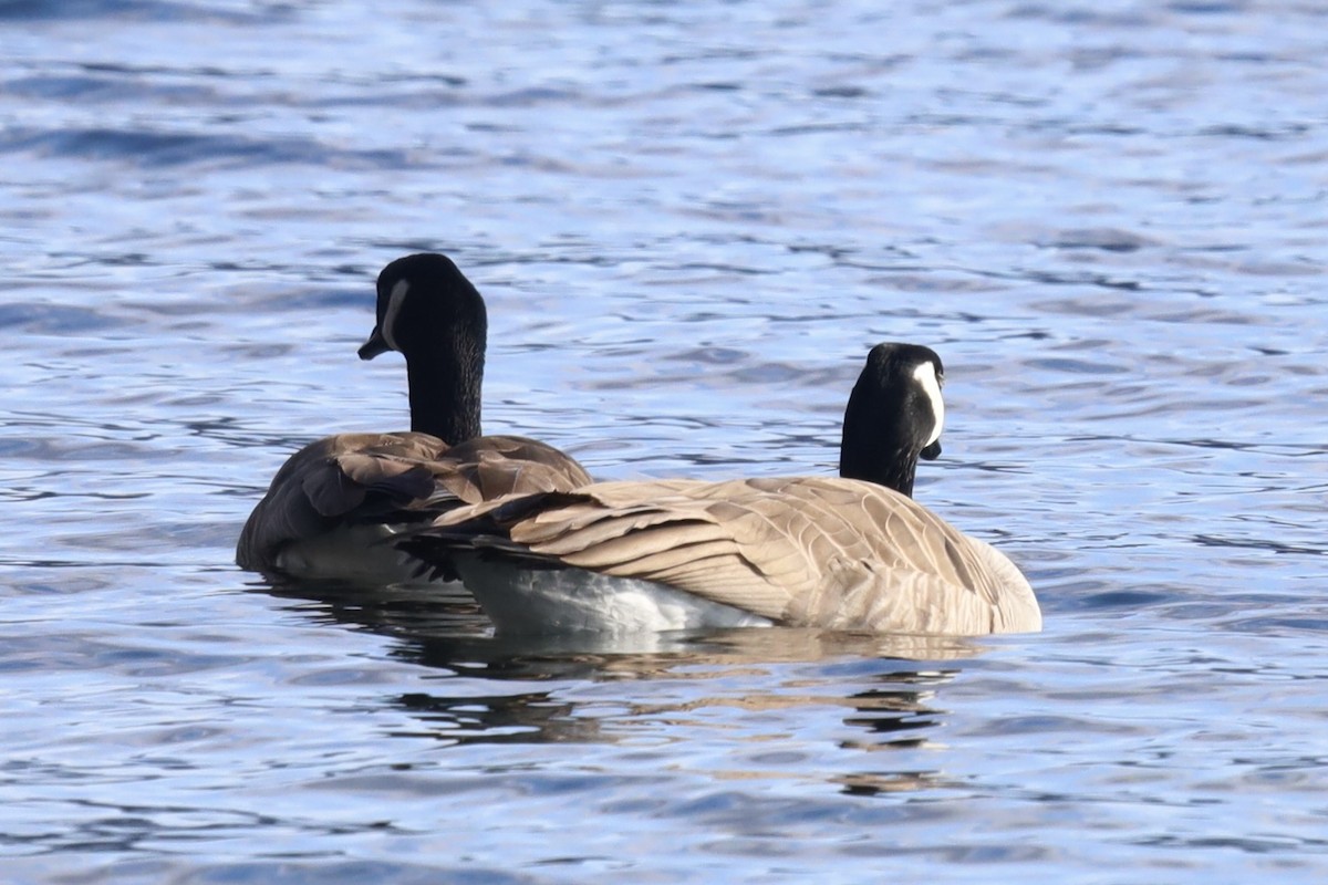 eBird Checklist - 9 Mar 2026 - Bear Creek Provincial Park - 30 species ...