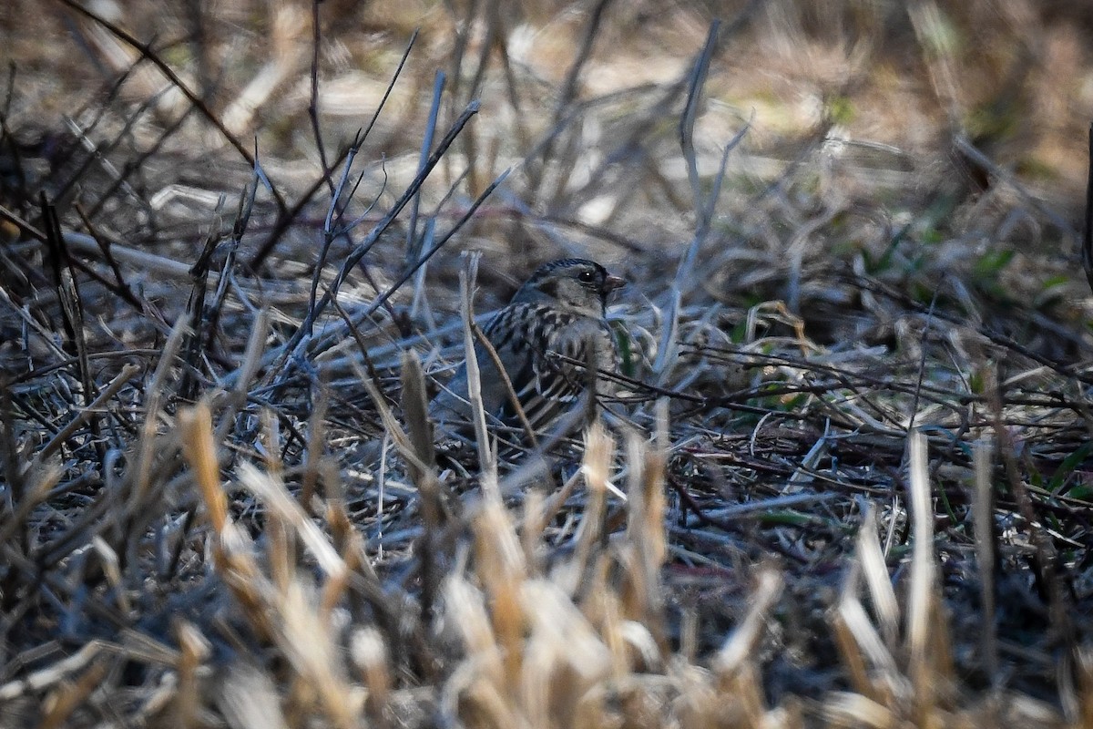 Harris's Sparrow - ML652489156