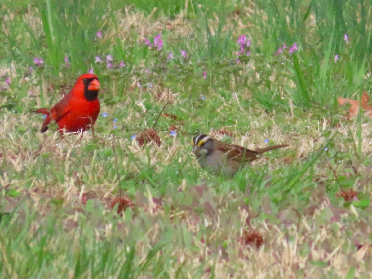 White-throated Sparrow - ML652489611
