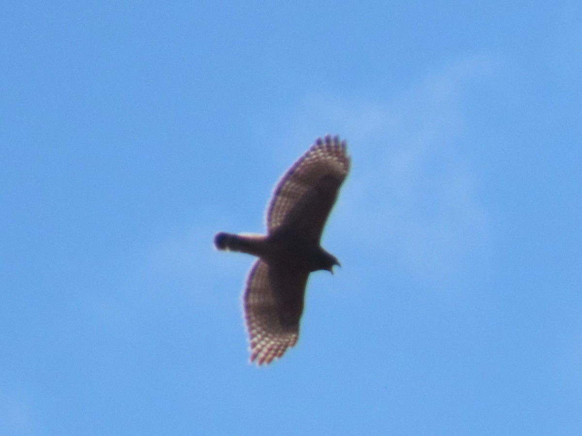 Red-shouldered Hawk - ML652489828