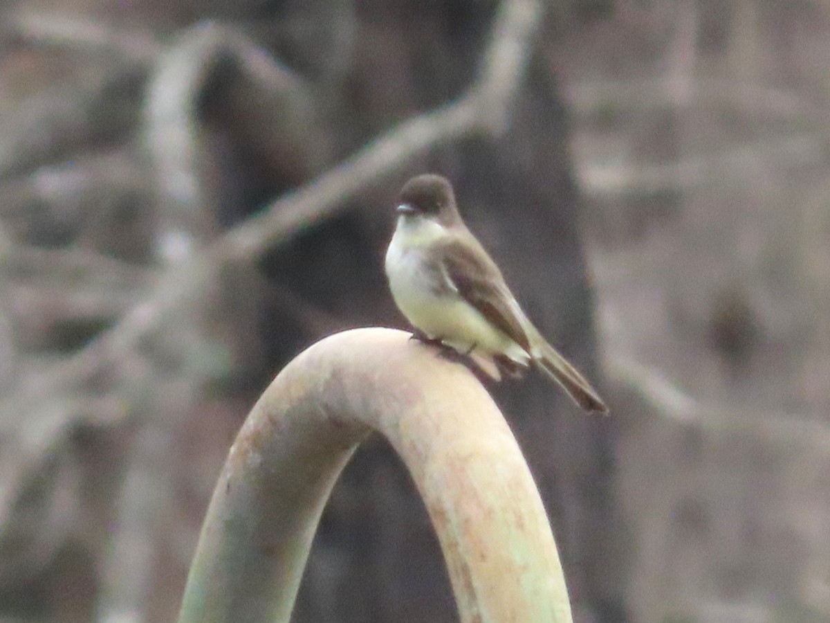 Eastern Phoebe - ML652489879