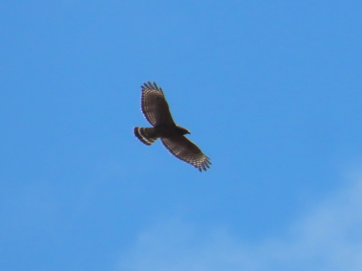 Red-shouldered Hawk - ML652489980