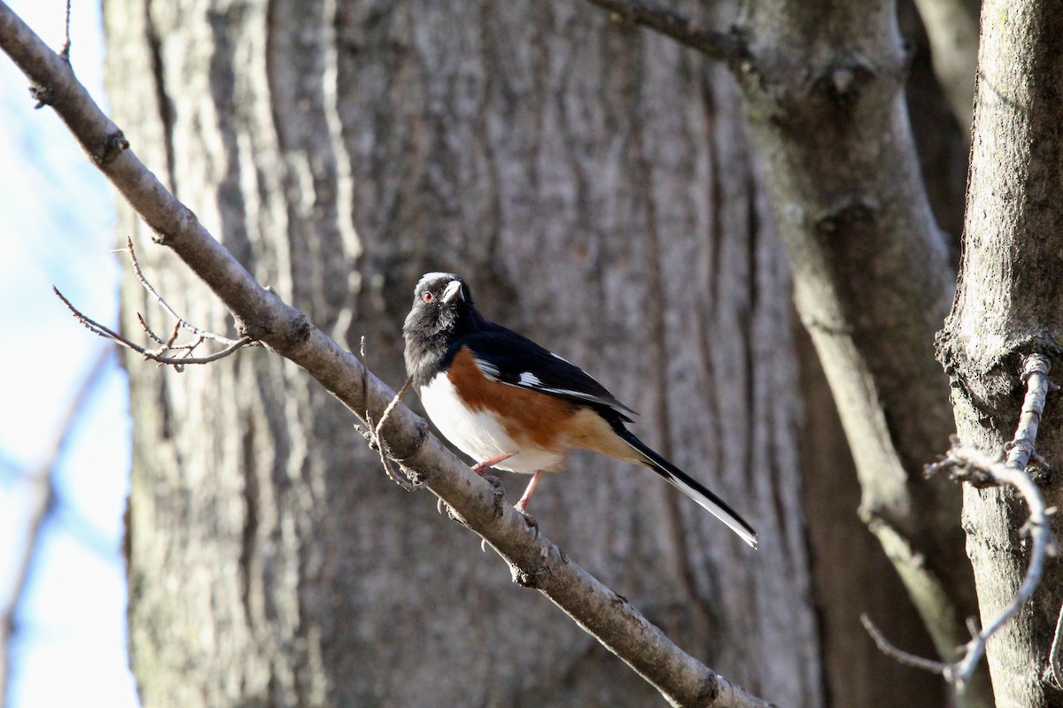 Красноглазый тохи - ML652490189