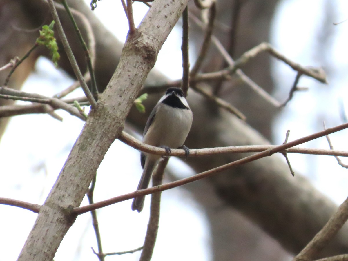 Carolina Chickadee - ML652490244