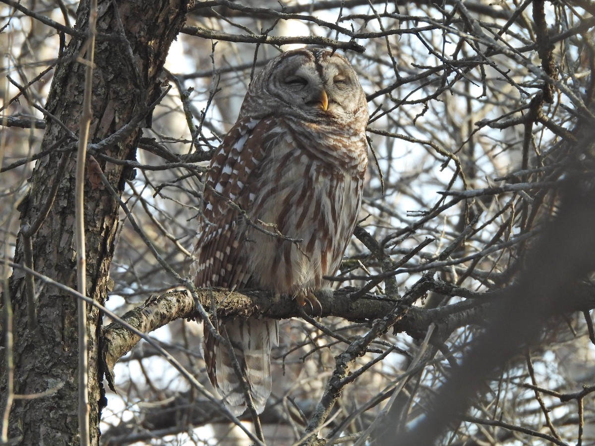 Полосатая неясыть - ML652490492