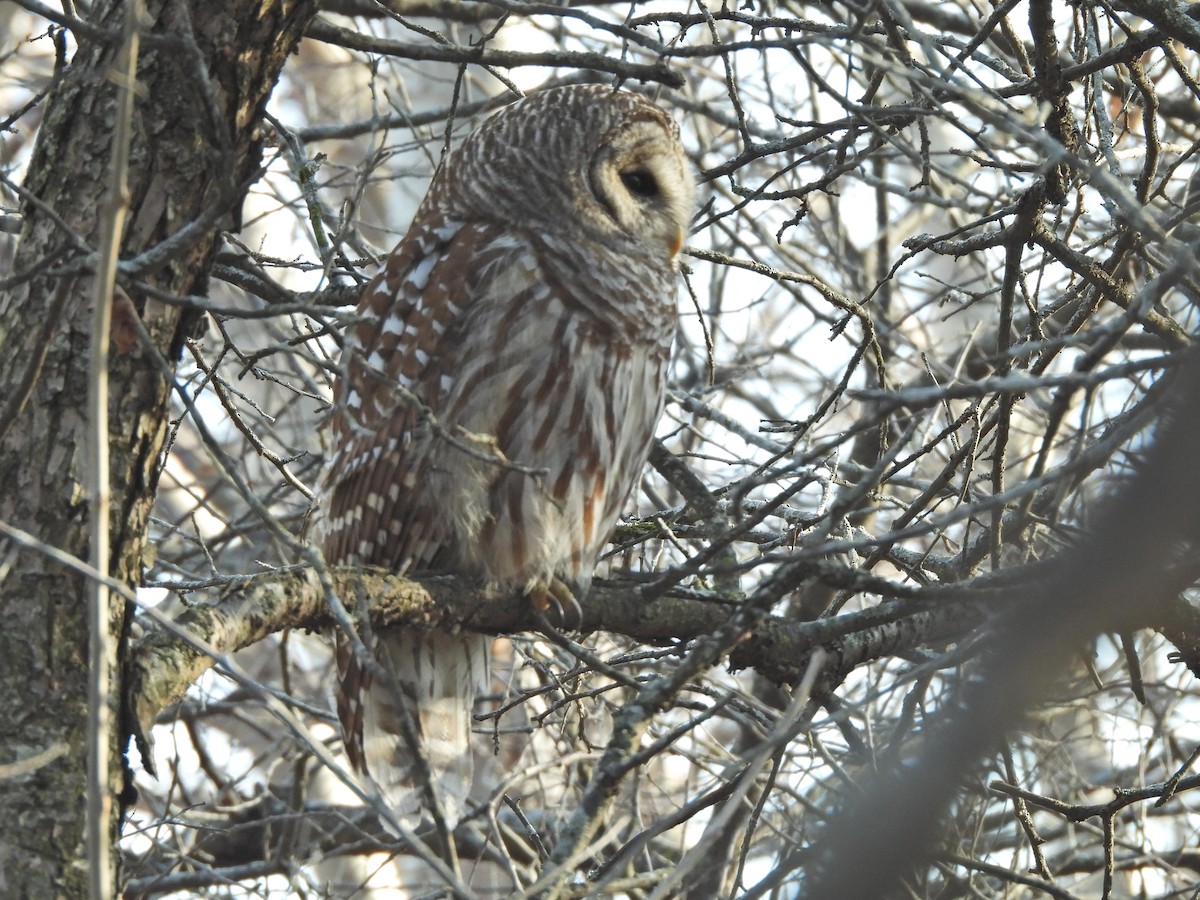 Полосатая неясыть - ML652490497