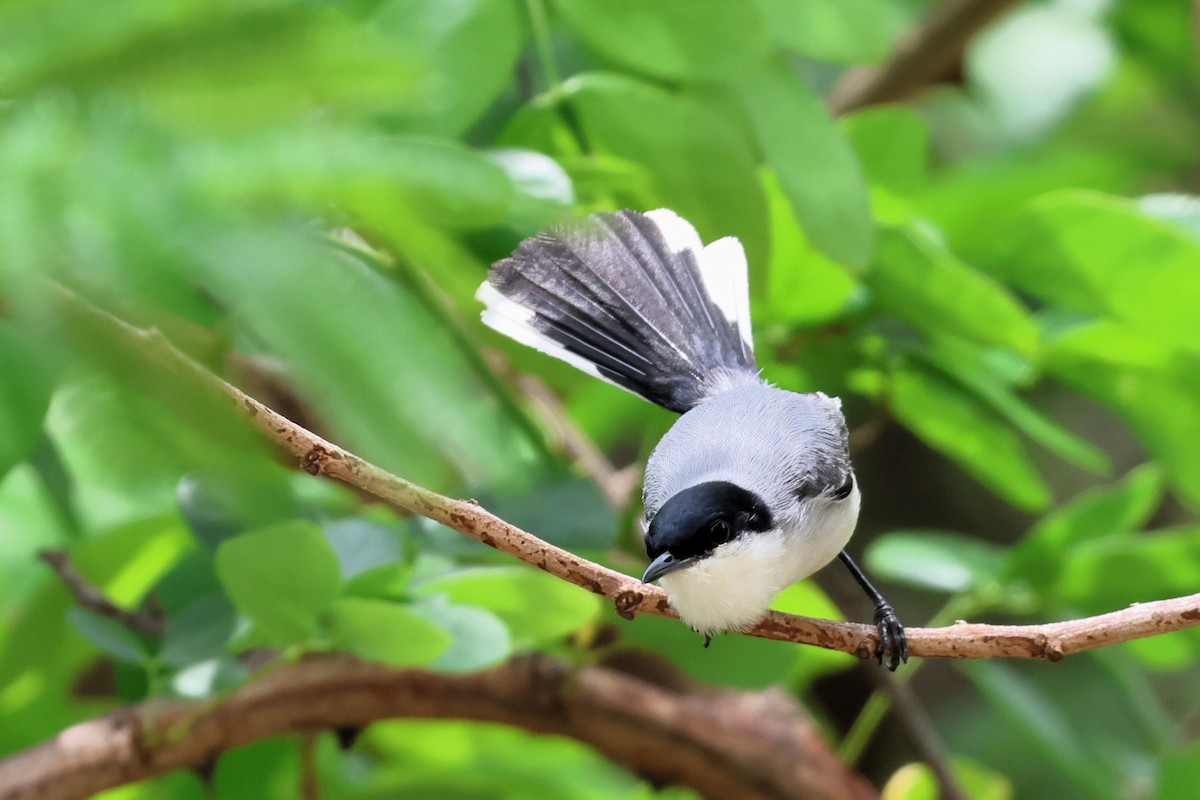 krattmyggsmett - ML652490554