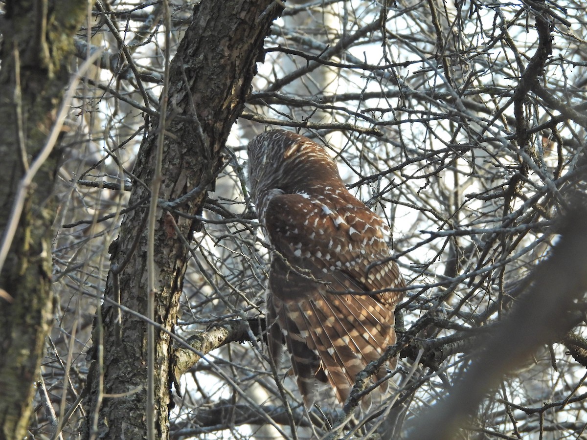 Полосатая неясыть - ML652490559