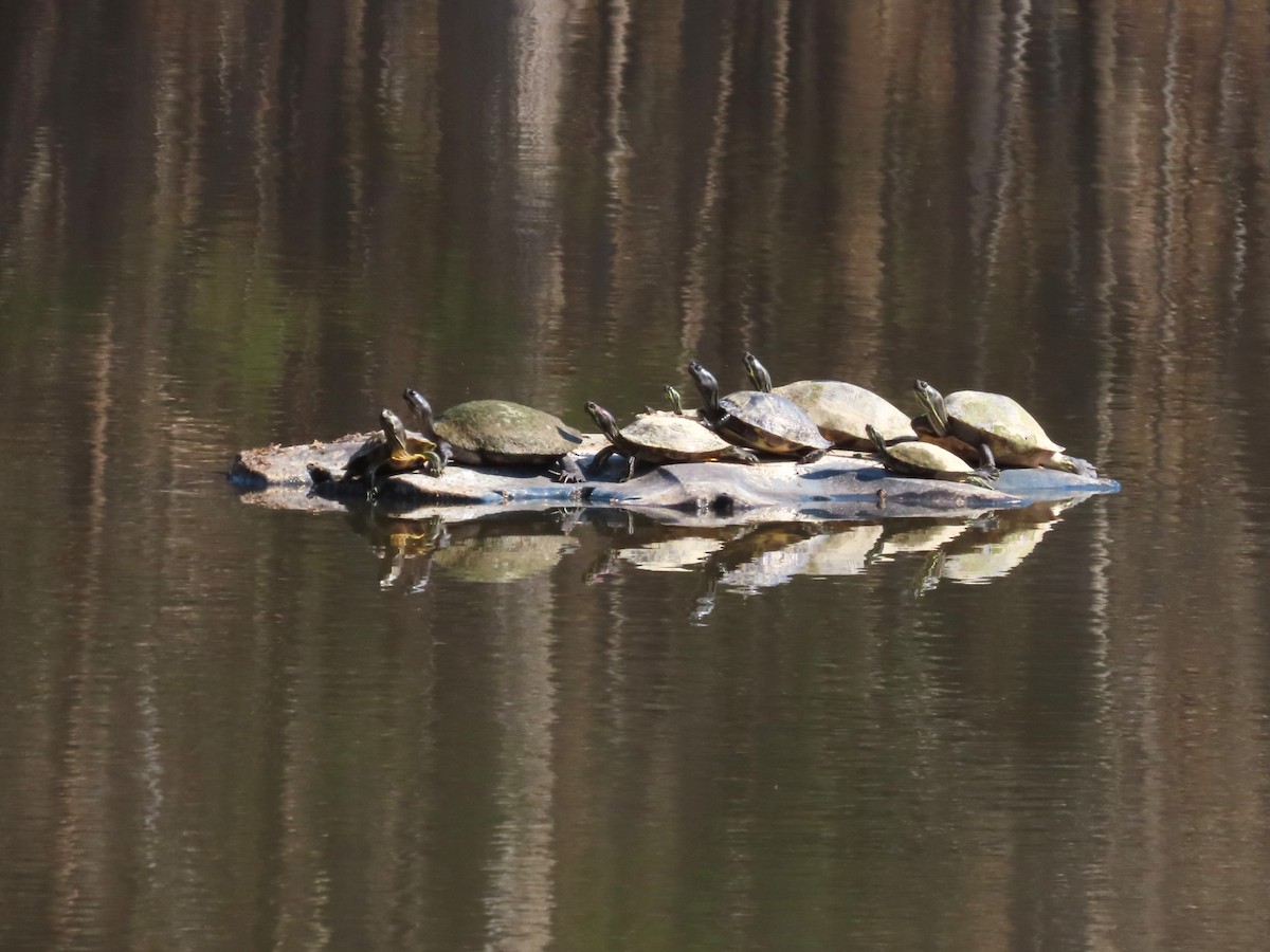 Reptiles - ML652490568